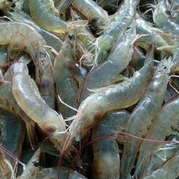 เพิ่มกุ้ง