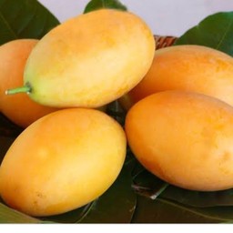 มะปรางหวาน 1 กก.ลูกใหญ่