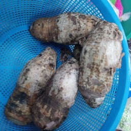 เผือกต้มสุกพร้อมทาน