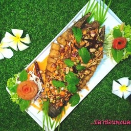 ปลาช่อนพุงแตก