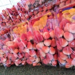 น้องสมหวังสตอเบอรี่สดๆจากไร่ส่งตรงจากเชียงใหม่