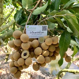 ลำไยเพชรน้ำเอก