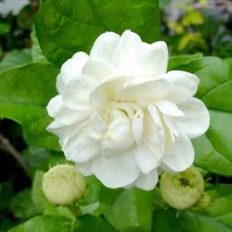 ชามะลิ ใส เย็น