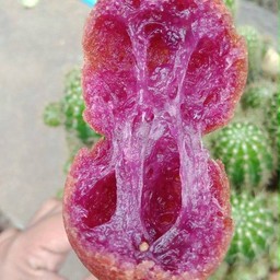 ไข่เต่าดุ๊กดิ๊ก