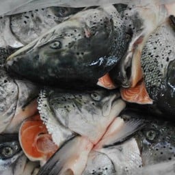 หัวปลาแซลมอนสด 1 เซ็ต