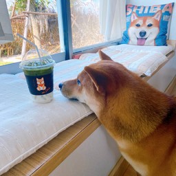 ชาเขียวลาเต้ 