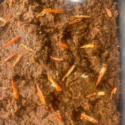 น้ำพลิกมะขาม