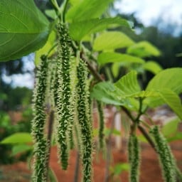 ไต้หวัน​แม่​ช่​อก​ำ​ลัง​ทยอย​สุก​