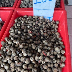 หอยแครง