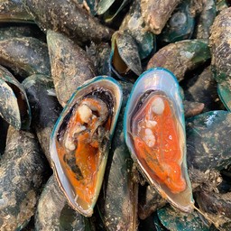 หอยแมงภู่สด