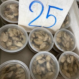 หอยนางรมกระปุก