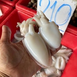 ปลาหมึกเจาะ