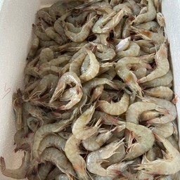กุ้งขาวไซส์ 50-60 ตัวโล