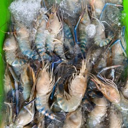กุ้งผู้นิ่ม