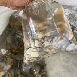 เนื้อนางรม