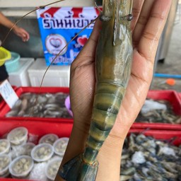 กุ้งผู้ใหญ่