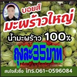 บอยส์มะพร้าวใหญ่