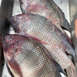 รุ่งนภาปลาสด