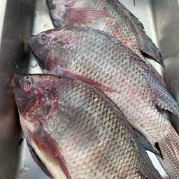 ปลานิลสดไซส์ใหญ่ ย่าง 