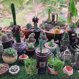 อเมริกาโน่เย็น