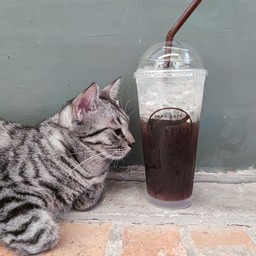 บาว คาเฟ่ cj วัดนาวง