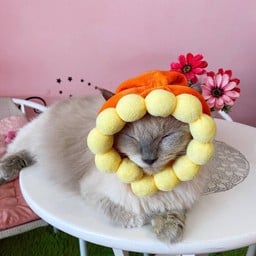 Neko Cat Cafe Phuket