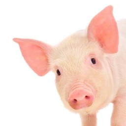 หมูหมัก ลวก
