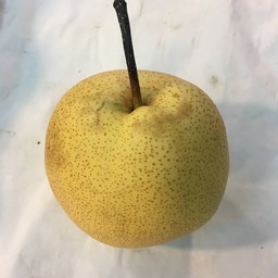 สาลีลูกละ