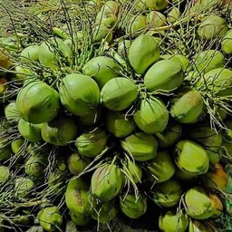 สดจากสวนทุกวัน