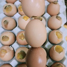 ไข่ปิ้ง