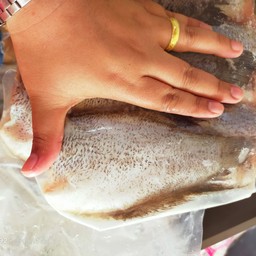 ปลาสลิด7-8ตัวโล