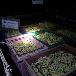 มะขามเทศ ลพบุรี