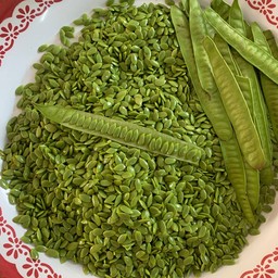 เม็ดกระถินสดๆ