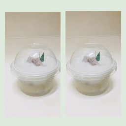 ตะโก้เผือก+ตะโก้เผือก