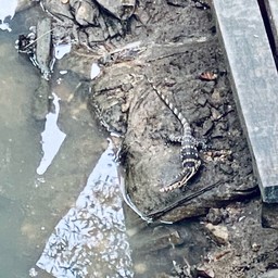 ป่าชายเลนชุมชนแหลมฉบัง