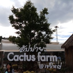สวนสัปปายะ Cactus Farm