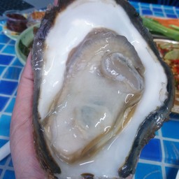 หอยนางรมสุราษฎร์ที่ไม่ต้องไปถึงสุราษฎร์