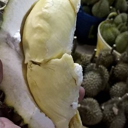 ทุเรียนซิ่งหน้าปั๊มเชลล์บางแสน