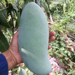 Fruit Family ฟรุตแฟมิลี่