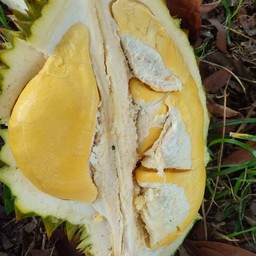 ทุเรียน มังคุด ปราจีน