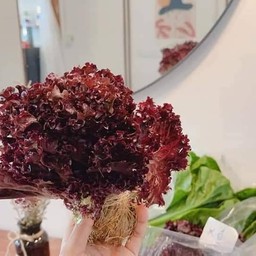 ผักสลัด ผักไฮโดร ปลอดสาร