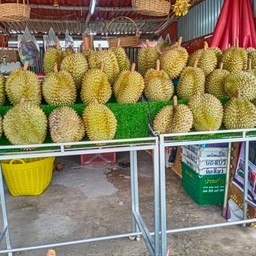 ทิติภา ผลไม้