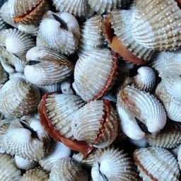 น้องหอยใหญ่ลวก สดไหม่จากบ่อ ตลาดทศกัณฐ์