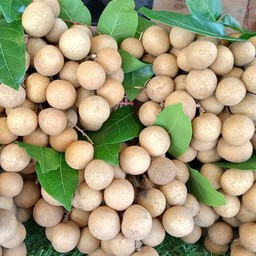 ลำไยกะโหลก