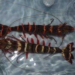กุ้งลายเสือเป็น (13-15ตัว)