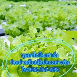 บุษบาไฮโดรฟาร์ม