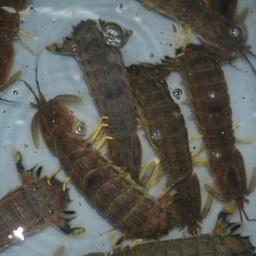 กั้งเขียวไข่เป็น (ครึ่งกิโลกรัม)