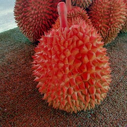 Durian ทุเรียนซิ่ง