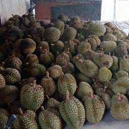 ร้านทุเรียนน้องภูริ