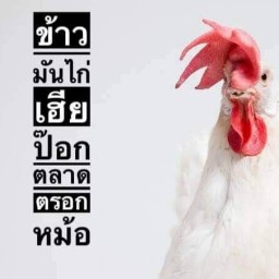 ข้าวมันไก่เฮียป๊อก ตลาดตรอกหม้อ